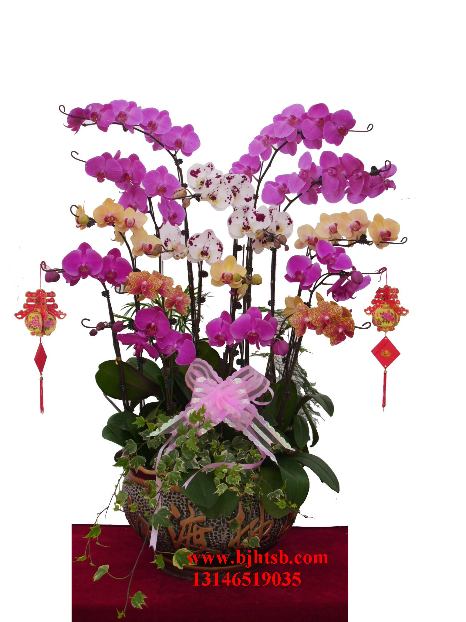 微型精品蝴蝶蘭花卉