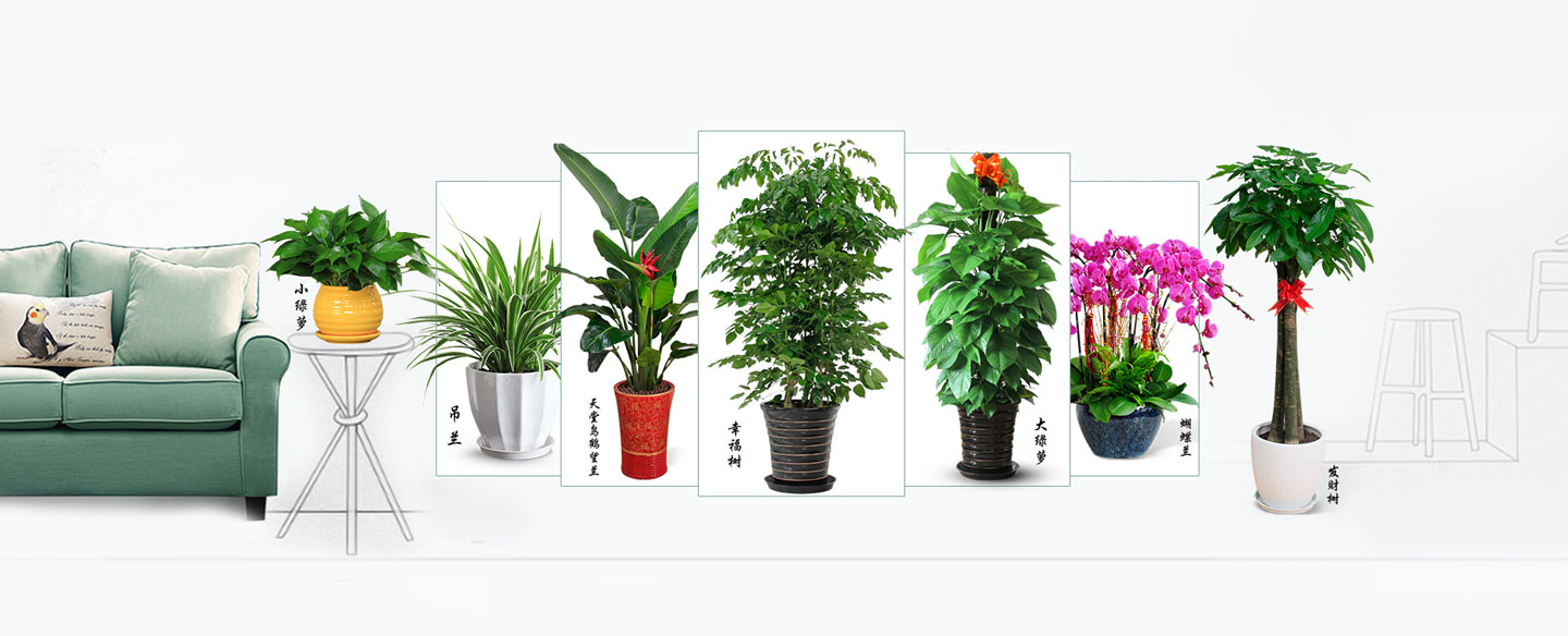 綠植花卉租擺：美化環境、提升品質的綠色選擇