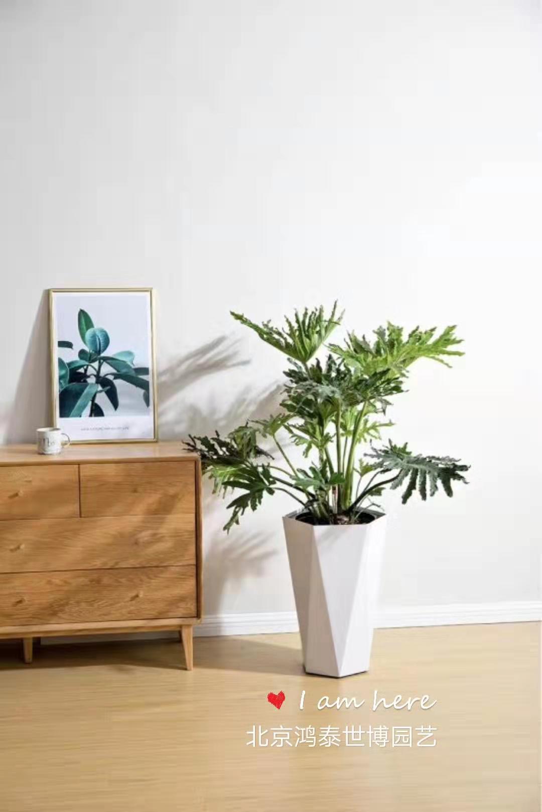 綠植市場的行業困境及解決方案