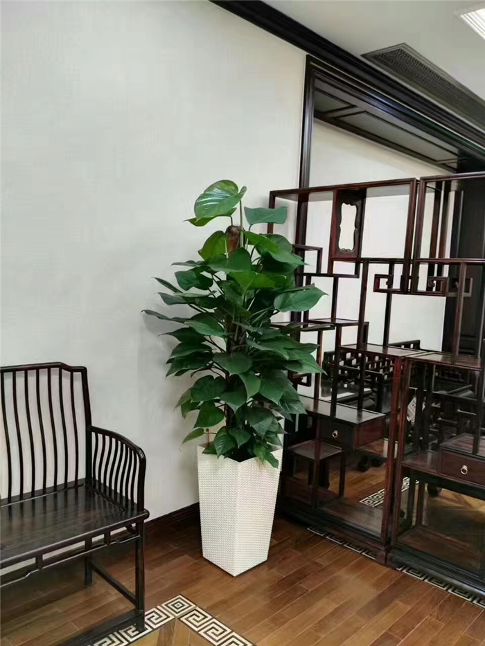 客廳綠植