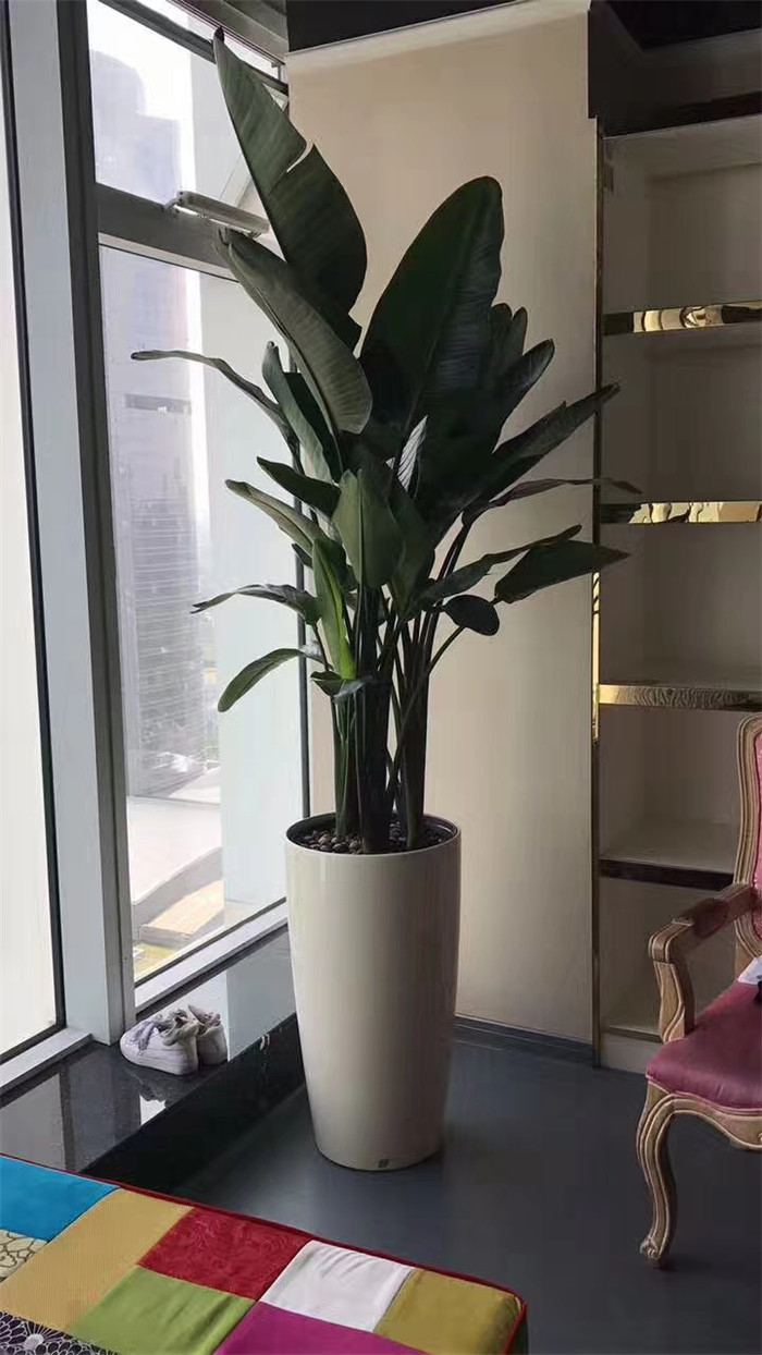 大葉綠植